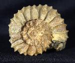 Pavlovia pavlovi (MICHALSKY 1890) - Bild &copy; FossNet FossilienStore